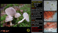 Hygrophorus agathosmus